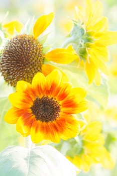 Soft, selective focus of sunflower (helianthus), blurry flower for background, colorful plants 
