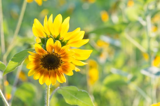 Soft, selective focus of sunflower (helianthus), blurry flower for background, colorful plants 
