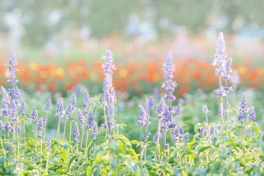 Soft, selective focus of blue salvia, blurry flower for background, colorful plants 
