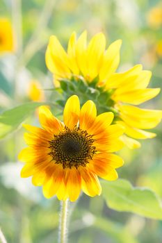 Soft, selective focus of sunflower (helianthus), blurry flower for background, colorful plants 
