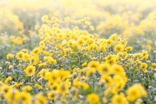 Yellow chrysanthemum flowers, chrysanthemum in the garden. Blurry flower for background, colorful plants
