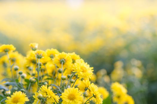 Yellow chrysanthemum flowers, chrysanthemum in the garden. Blurry flower for background, colorful plants
