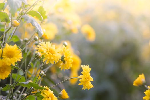 Yellow chrysanthemum flowers, chrysanthemum in the garden. Blurry flower for background, colorful plants
