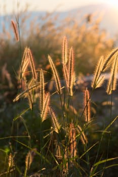 Blurry grass on a background of a field
