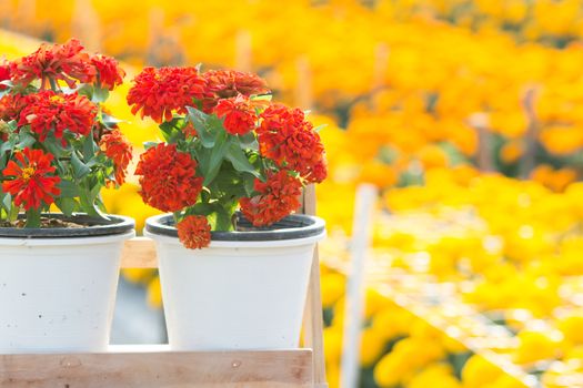 Red zinnia flowers blossom in the garden, red flowers, selective focus