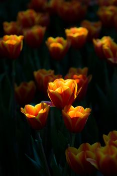 Tulip in spring with soft focus, unfocused blurred spring Tulip, bokeh flower background, pastel and soft flower background.
