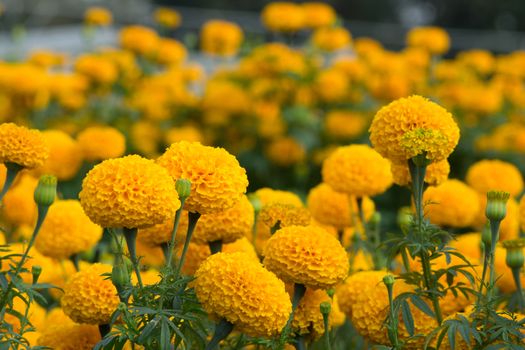 Orange Marigolds flower fields, selective focus