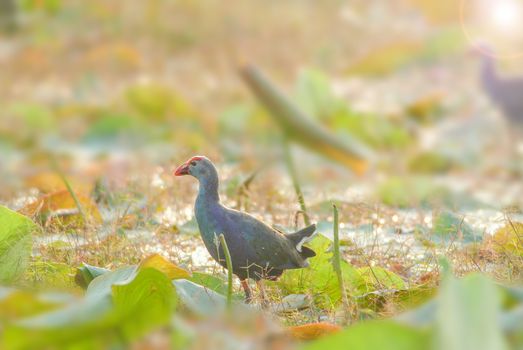 Blurry Purple Swamphen, birds background. It is a large rail, mainly dusky black above, with a broad dark blue collar, and dark blue to purple below.
