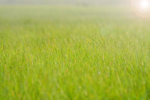 Blurry grass on a background of a field

