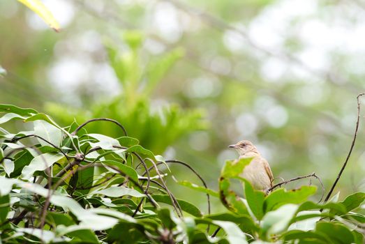 Streak-eared bulbul's stand​ing on branches​ in the forest. Bird's in the nature background.
