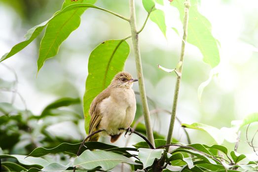 Streak-eared bulbul's stand​ing on branches​ in the forest. Bird's in the nature background.
