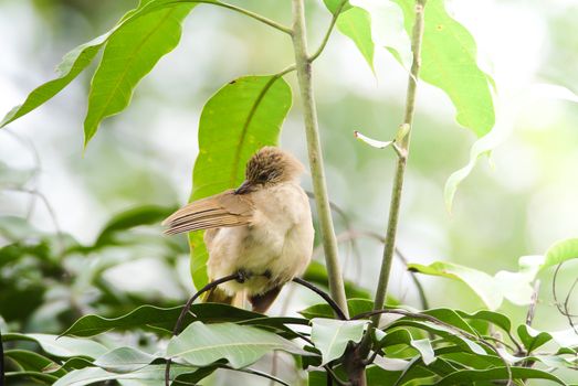 Streak-eared bulbul's stand​ing on branches​ in the forest. Bird's in the nature background.
