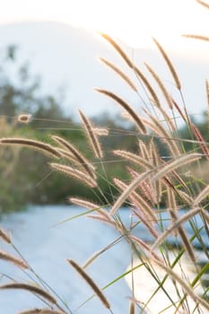 Blurry grass on a background of a field
