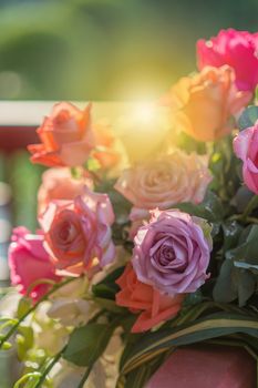 Rose and warm light in garden background , beautiful moments of love and happy life.
