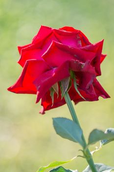 Rose and warm light in garden background , beautiful moments of love and happy life.
