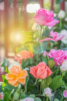 Blurry rose and warm light in garden background , beautiful moments of love and happy life.
