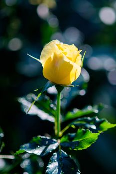 Blurry rose and warm light in garden background , beautiful moments of love and happy life.
