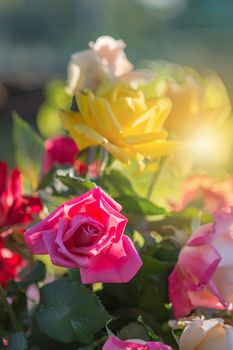 Rose and warm light in garden background , beautiful moments of love and happy life.
