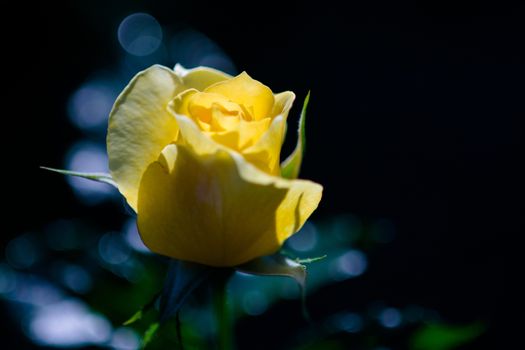 Rose and warm light in garden background , beautiful moments of love and happy life.
