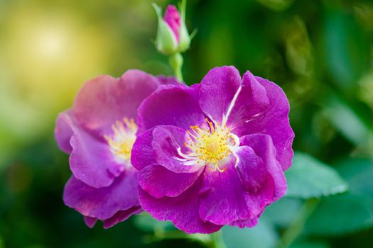 Blurry rose and warm light in garden background , beautiful moments of love and happy life.
