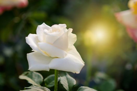 Rose and warm light in garden background , beautiful moments of love and happy life.
