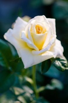 Rose and warm light in garden background , beautiful moments of love and happy life.
