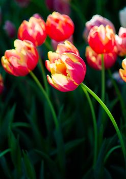 Tulip in spring with soft focus, unfocused blurred spring Tulip, bokeh flower background, pastel and soft flower background.
