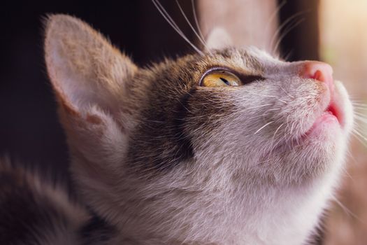 Cat looking above and morning sunlight. Cute grey and white cat.