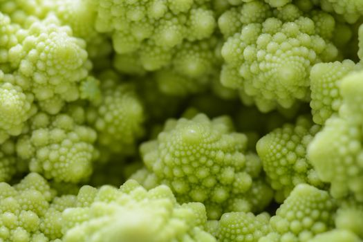 Roman cauliflower isolated on white background, it is an edible flower bud of the species Brassica oleracea. First documented in Italy, it is chartreuse in color.