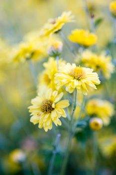 Yellow chrysanthemum flowers, chrysanthemum in the garden. Blurry flower for background, colorful plants
