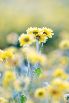 Yellow chrysanthemum flowers, chrysanthemum in the garden. Blurry flower for background, colorful plants
