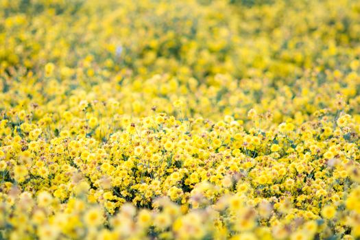 Yellow chrysanthemum flowers, chrysanthemum in the garden. Blurry flower for background, colorful plants
