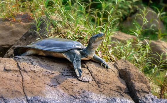 Indian Softshell Turtle aka Gangetic Softshell turtle, Nilssonia gangetica, sun bathing on a rock on the bank of Mahanadi River, with copy space