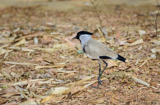 Medium sized bird, River Lapwing, Vanellus duvaucelii, feeding on ground, copy space