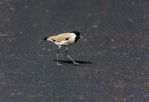 Medium sized bird, River Lapwing, Vanellus duvaucelii, feeding on ground, copy space