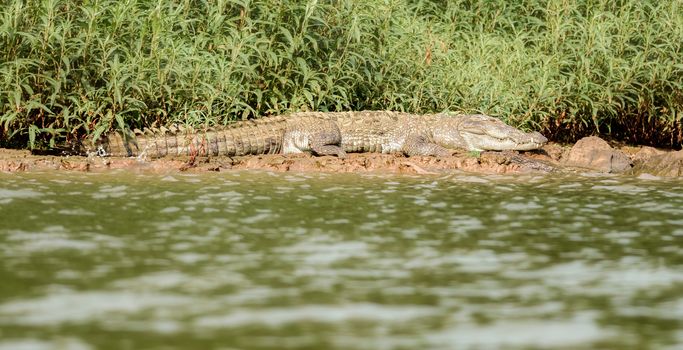 Mugger crocodile, Crocodylus palustris, in the sun,Mahanadi river bank inside Satkosia Tiger Reserve, copy space