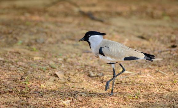 Medium sized bird, River Lapwing, Vanellus duvaucelii, feeding on ground, copy space