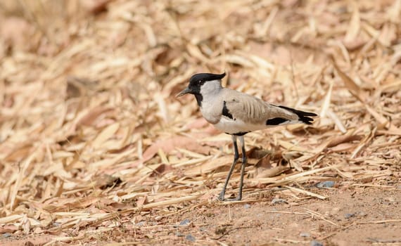 Medium sized bird, River Lapwing, Vanellus duvaucelii, feeding on ground, copy space