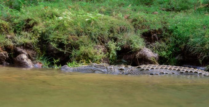 Mugger crocodile, Crocodylus palustris, in the sun,Mahanadi river bank inside Satkosia Tiger Reserve, copy space