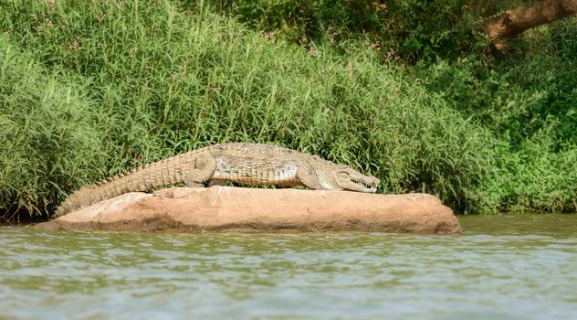 Mugger crocodile, Crocodylus palustris, in the sun,Mahanadi river bank inside Satkosia Tiger Reserve, copy space