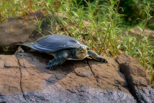Indian Softshell Turtle aka Gangetic Softshell turtle, Nilssonia gangetica, sun bathing on a rock on the bank of Mahanadi River, with copy space
