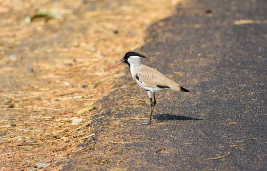 Medium sized bird, River Lapwing, Vanellus duvaucelii, feeding on ground, copy space