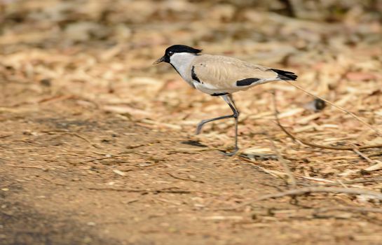 Medium sized bird, River Lapwing, Vanellus duvaucelii, feeding on ground, copy space
