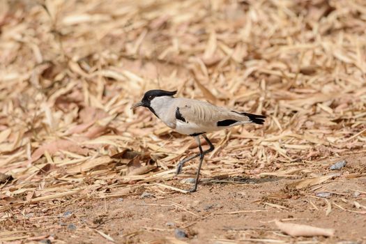 Medium sized bird, River Lapwing, Vanellus duvaucelii, feeding on ground, copy space