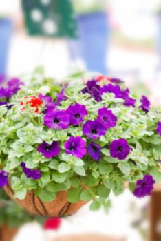 Colorful petunia flowers, Grandiflora is the most popular variety of petunia, with large single or double flowers that form mounds of colorful solid, striped, or variegated blooms.
