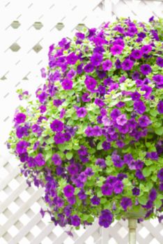 Colorful petunia flowers, Grandiflora is the most popular variety of petunia, with large single or double flowers that form mounds of colorful solid, striped, or variegated blooms.
