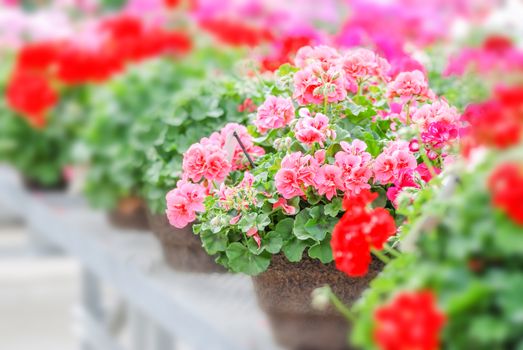 Geranium, Pelargonium plants in pot. Full bloom and ready for decorated house.
