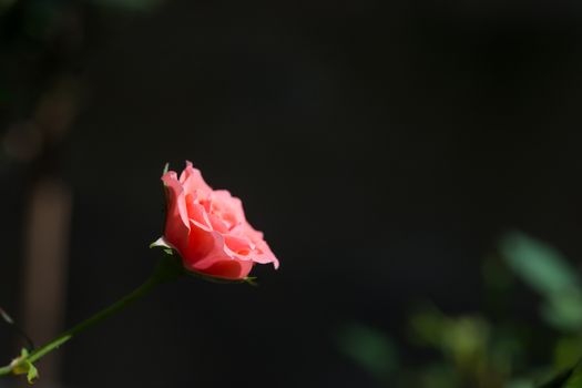 Rose and warm light in garden background , beautiful moments of love and happy life.
