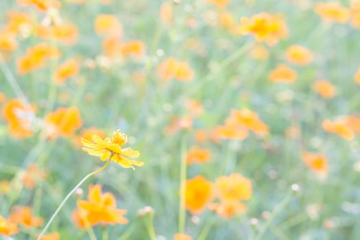 Soft, selective focus of cosmos, blurry flower for background, colorful plants 
