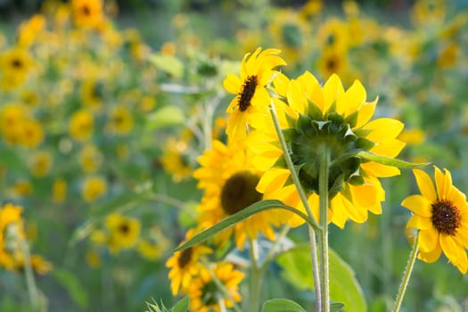 Soft, selective focus of sunflower (helianthus), blurry flower for background, colorful plants 
